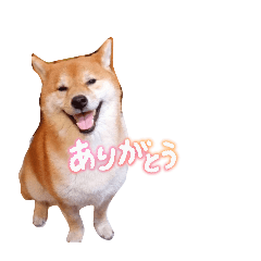 abc_20260427152230