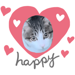 I love cute cats, thank you