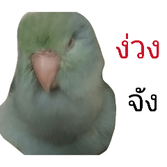 ha_weir_20260428125851