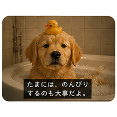 Golden Retriever Potechi 3