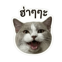 Toby_20260501214209