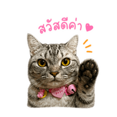Jujuforevermeow v.1