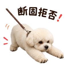 Soramame is a cream Bichon-Poo boy.
