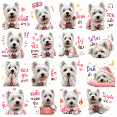 westie mantho