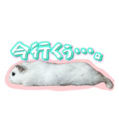 hamster omochichan
