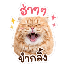 NiyomChomchob V1