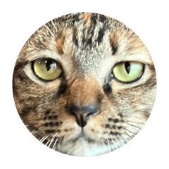 Jan Lan is a Sonos Libra cat