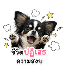 Paw-some 6
