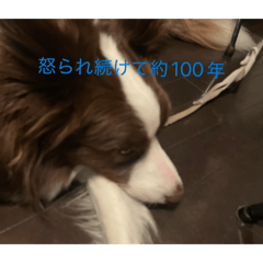 kokoro_20260503211937