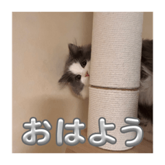 Luna_rinda_20260503220025