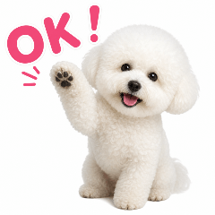 Realistic & Cute Bichon Frise Life