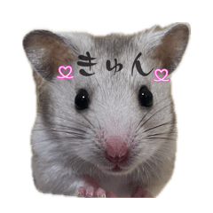 5hampapa_20260503213255