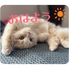ponzu_20260503213750