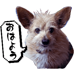 emiko-cyoko