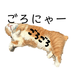可愛猫猫集