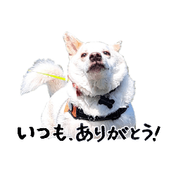 Momotaro_20260503215000