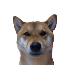 cotaちゃん2