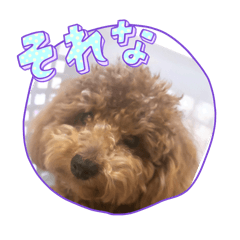 SOTA_20260503214547