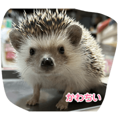 tora-pe-ku-me_20260503230438