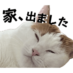 neko_20260503230657