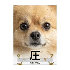 chino_20260427105553