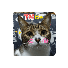 kashiwamochi_20260505165720
