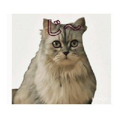 Charlie's gorgeous cat
