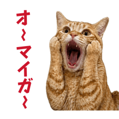 COCOA_20260504081442