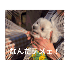 stamp_20260506090032