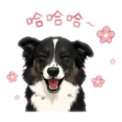 可愛小花花（沽溜店狗）