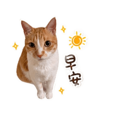 蒟蒻小貓咪