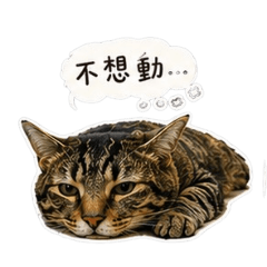KiKi 的日常生活2