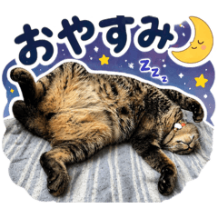 Jiji_20260503211716