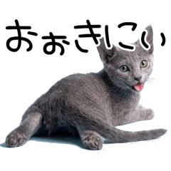 Russian Blue speaking in Kyoto dialect