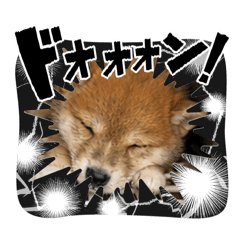 The Daily Life of Tyrol the Shiba Inu