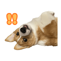 SGT_20260503215521