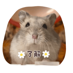 C_chan_20260503222030