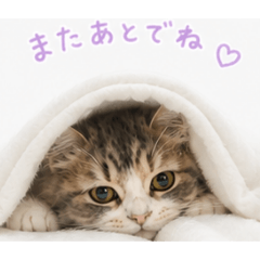 moka_cat_20260503232054