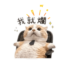 Chaddy小短腿3