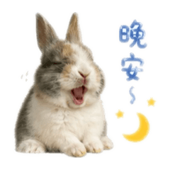 yuzu rabbittt