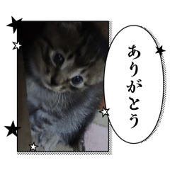 pudding_20260503234329