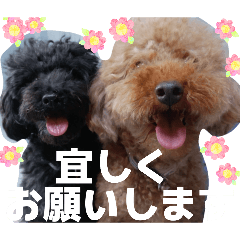 Toy Poodle,