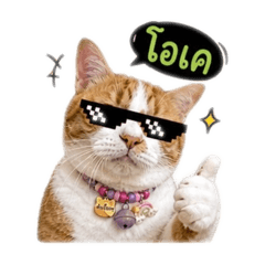 Hagao meow_20260505130535