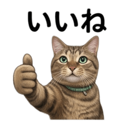 Best Cat Reactions 1 Send Your Feelings