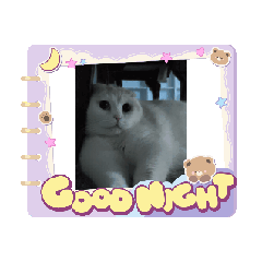 SCOTT THE CHUBBY CAT ANIMATED