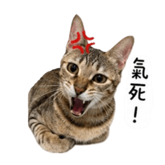 鮪魚大魔丸