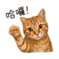 哈基米生活日常