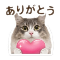 CATS HELLO!