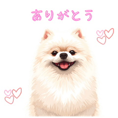 Cute fluffy Pomeranian 0000