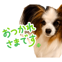Boku_Papillon_20260504102500